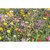 Mezcla de semillas de flores silvestres personalizada Seedlope