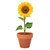 Maceta con semillas de girasol Sunflower