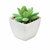 Mini planta artificial graptopetalum Artigrap - Blanco