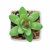 Mini planta artificial graptopetalum Artigrap