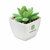 Mini planta artificial graptopetalum Artigrap